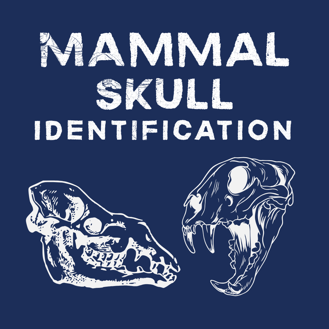 mammal skulls